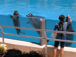 Faunia: Phoques et otaries