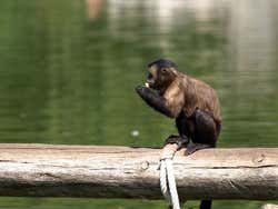 Faunia: singe
