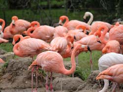 Le zoo de Madrid