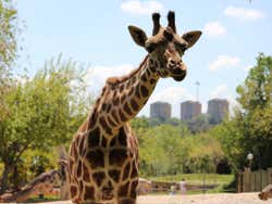 Le zoo de Madrid