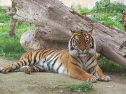 Le zoo de Madrid