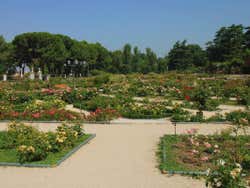 Roseraie dans le parc