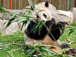 Zoo Aquarium de Madrid, Panda