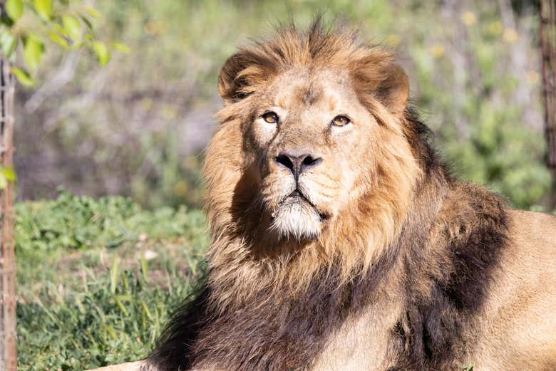 Un lion du zoo